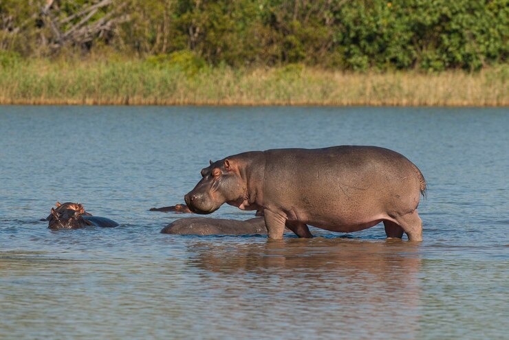 Foto hippopotamus amphibius im wasserloch kruger national parksouth africa