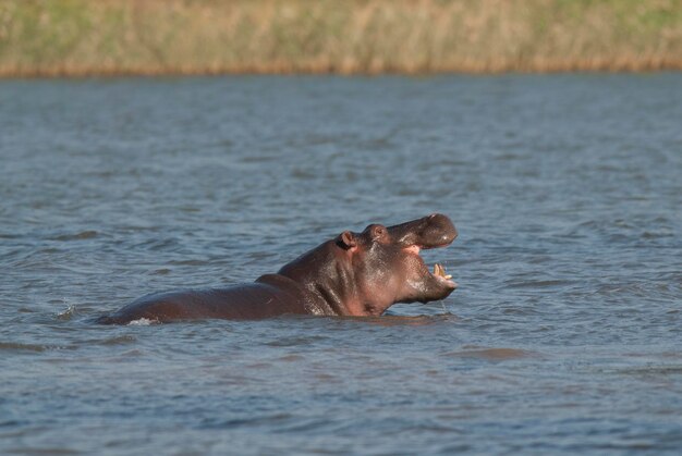 HIPPOPOTAMUS AMPHIBIUS im Wasserloch Kruger National ParkSouth Africa