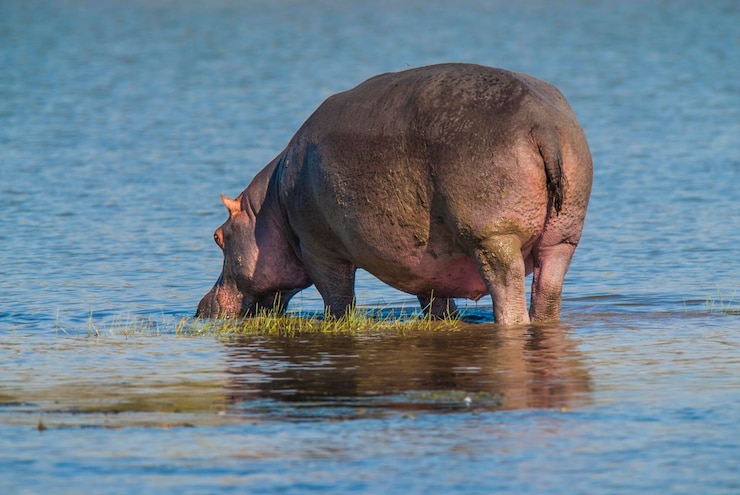 Foto hippopotamus amphibius im wasserloch kruger national parksouth africa