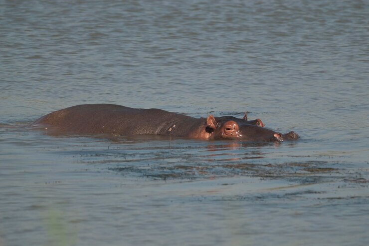 Foto hippopotamus amphibius im wasserloch kruger national parksouth africa