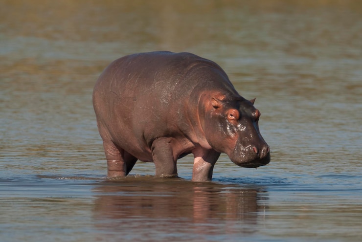 Foto hippopotamus amphibius im wasserloch kruger national parksouth africa