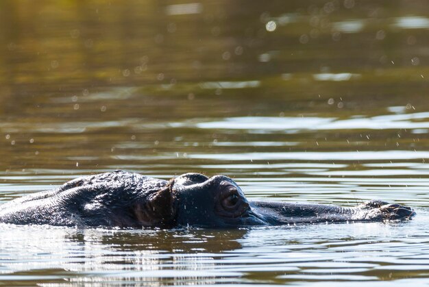 HIPPOPOTAMUS AMPHIBIUS im Wasserloch Kruger National ParkSouth Africa