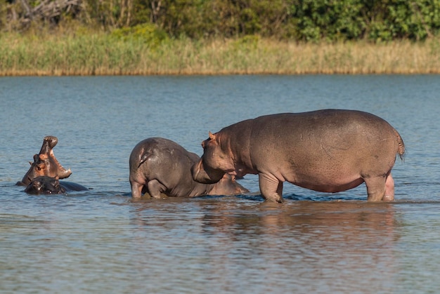 HIPPOPOTAMUS AMPHIBIUS im Wasserloch Kruger National ParkSouth Africa