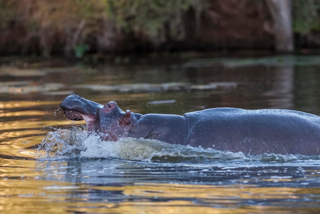 HIPPOPOTAMUS AMPHIBIUS im Wasserloch Kruger National ParkSouth Africa