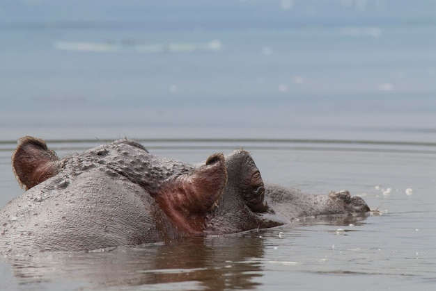 HIPPOPOTAMUS AMPHIBIUS no poço do Parque Nacional KrugerÁfrica do Sul