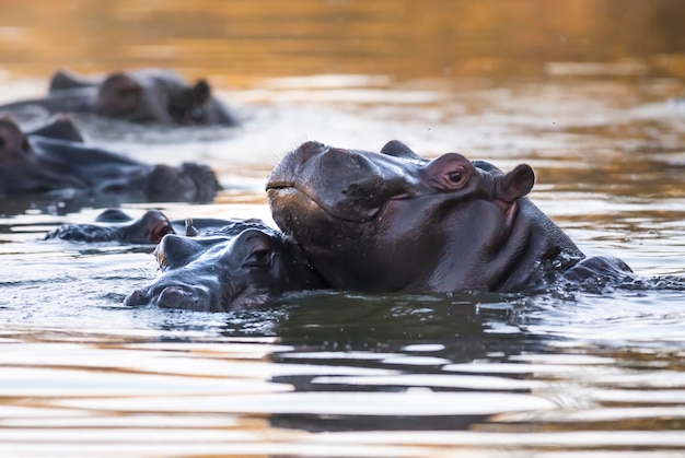 HIPPOPOTAMUS AMPHIBIUS no poço Kruger National parkSouth África