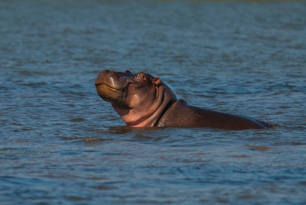 HIPPOPOTAMUS AMPHIBIUS no poço Kruger National parkSouth África