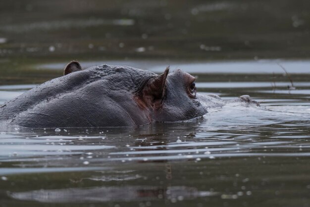 HIPPOPOTAMUS AMPHIBIUS no poço Kruger National parkSouth África