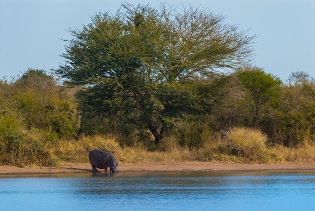 HIPPOPOTAMUS AMPHIBIUS no poço Kruger National parkSouth África