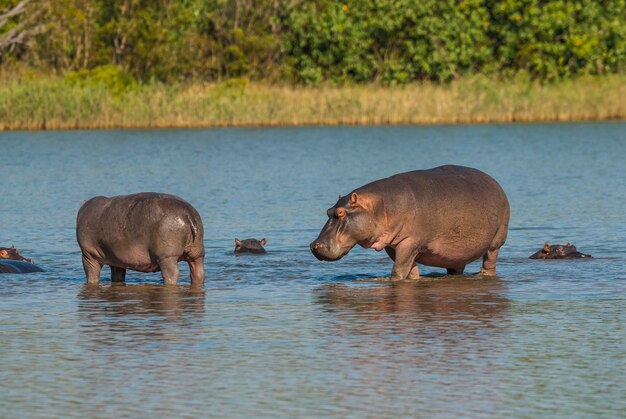 HIPPOPOTAMUS AMPHIBIUS no poço Kruger National parkSouth África