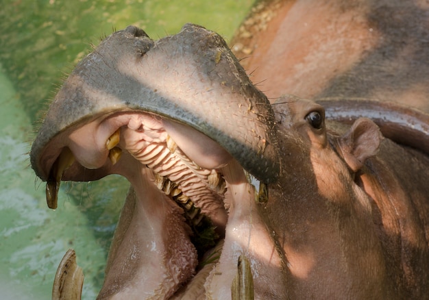 Hippopotamus, der enormen Kiefer und Zähne zeigt