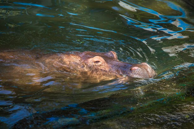 Hippopotamus oder Hippo meist pflanzenfressendes Säugetier im Wasser