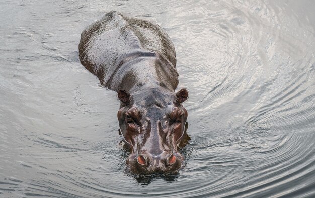 Hippopotamusschwimmen im Wasser