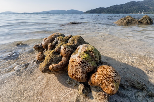 Hirnkoralle an der Küste im Meer