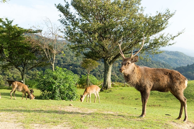 Hirsch auf dem Berg