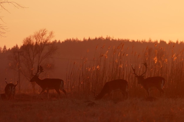 Foto hirsch auf dem feld gegen den himmel bei sonnenuntergang