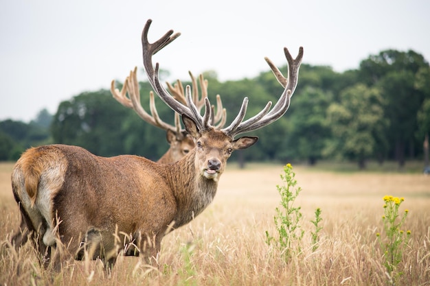 Hirsch auf dem Feld gegen den Himmel