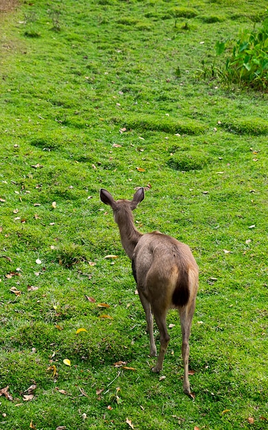 Hirsch auf dem Rasen