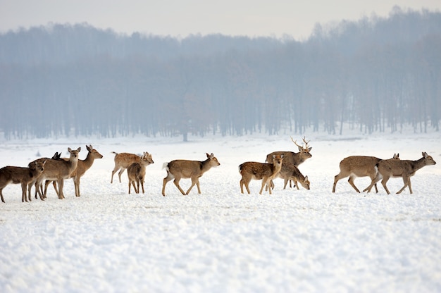 Hirsch auf der Winterwiese