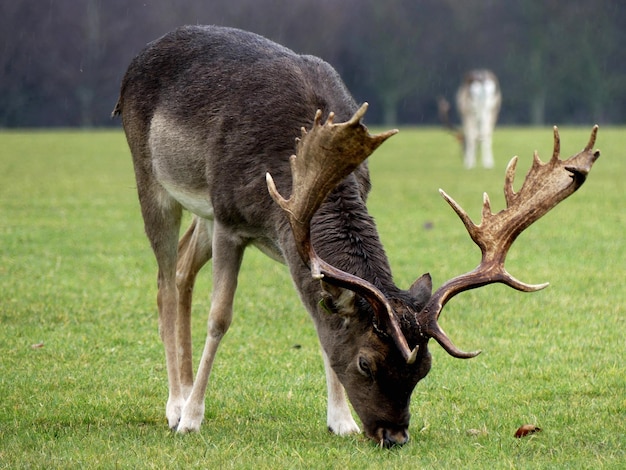 Foto hirsch auf einem feld