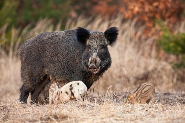 Foto hirsch auf einem feld