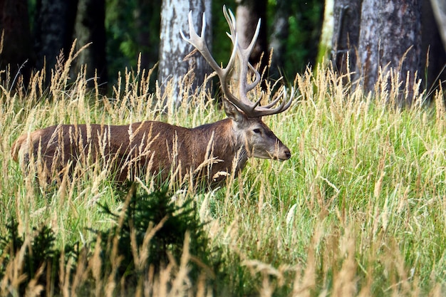 Foto hirsch auf einem feld