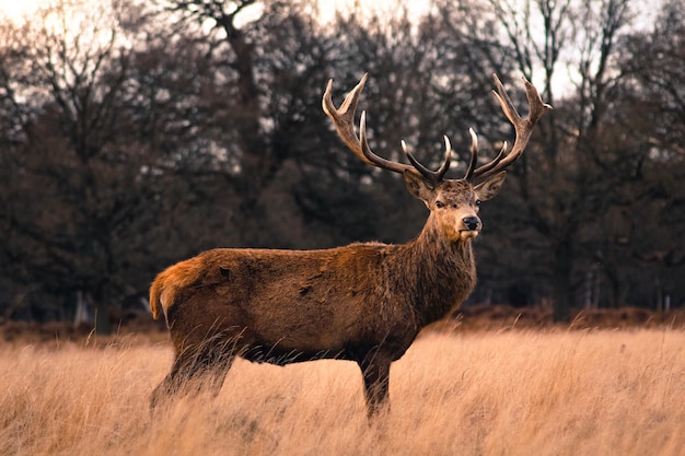 Hirsch auf einem Feld