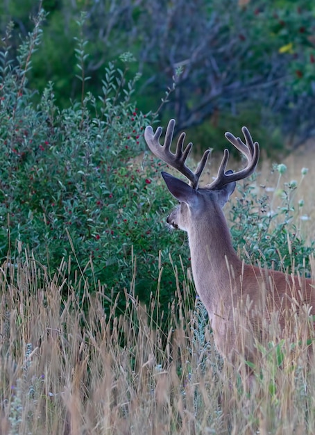 Foto hirsch auf einem feld