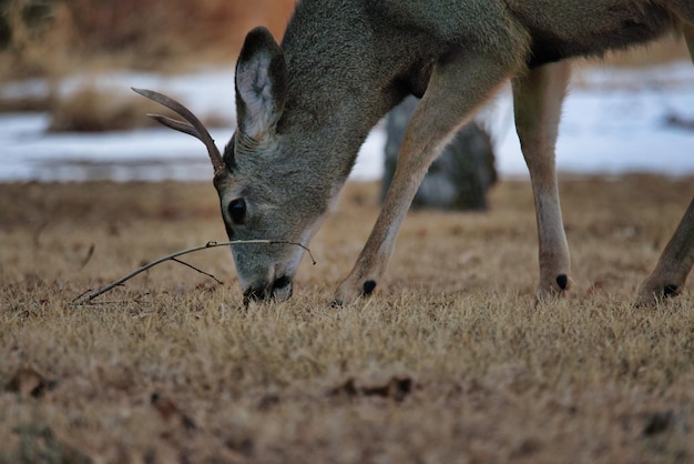 Foto hirsch auf einem feld