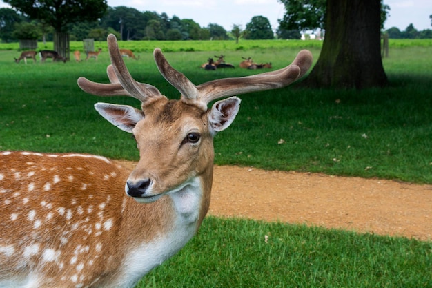 Foto hirsch auf einem feld