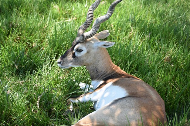 Foto hirsch auf einem feld