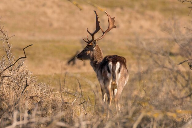 Hirsch auf einem Feld