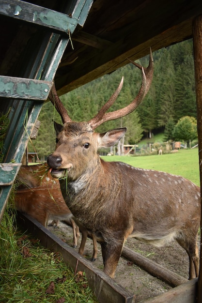 Foto hirsch auf einem feld