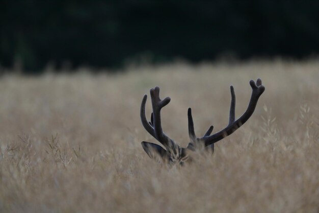 Foto hirsch auf einem feld