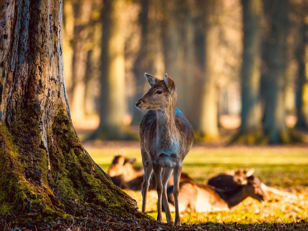 Foto hirsch auf einem feld