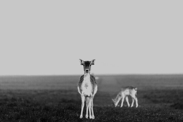 Foto hirsch auf einem feld