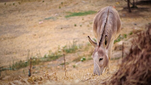 Foto hirsch auf einem feld