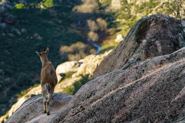 Hirsch auf einem Felsen mit Blick auf ein Tal voller Bäume und einen Fluss