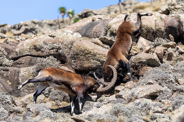 Foto hirsch auf einem felsen