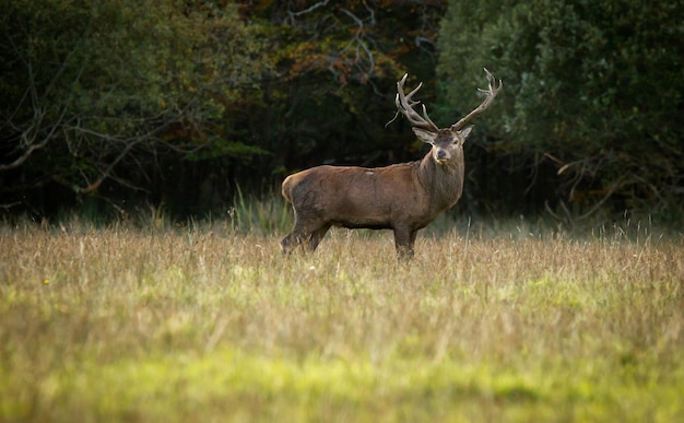 Hirsch auf einem grasbewachsenen Feld gegen Bäume