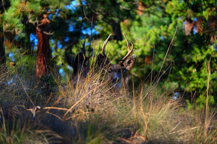 Foto hirsch auf einem grasbewachsenen feld im wald