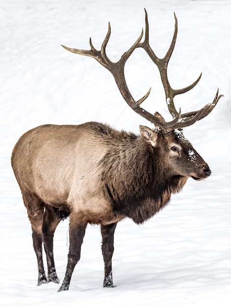 Hirsch auf Schnee gegen den Himmel