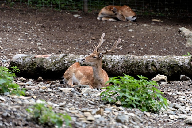 Hirsch cervus elaphus Hirsch mit neuen Geweihen, die in der sommerlichen Natur mit Blick auf die Kamera wachsen Wachsame Pflanzenfresser aus der Seitenansicht mit Kopierbereich Wildes Tier mit braunem Fell, das auf Heufeldern beobachtet