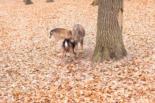 Hirsch Familie. Rehe füttert kleine Rehe