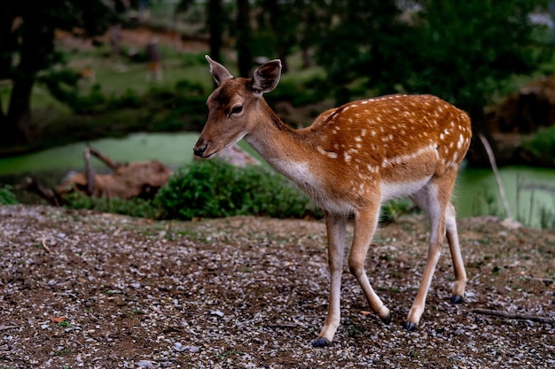 Hirsch geht auf dem Feld spazieren