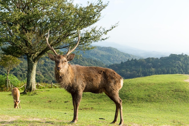 Hirsch Hirsch