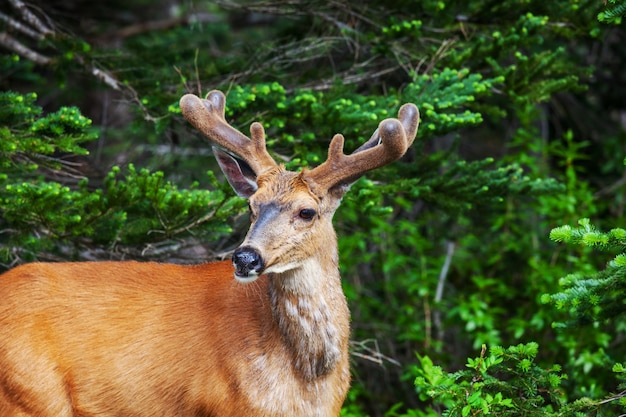 Hirsch im grünen Wald, USA