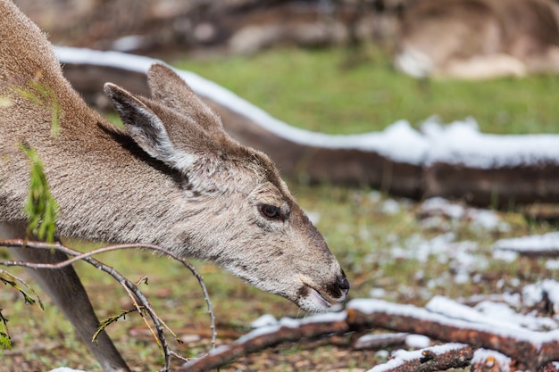 Hirsch im grünen Wald, USA