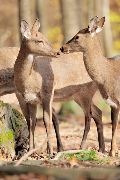 Hirsch im Herbstwald