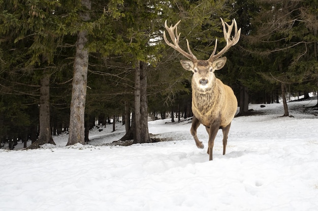 Hirsch im Schnee im Winter